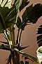 Strelitzia reginae (Canary Islands) IMG_8902 Strelicja królewska